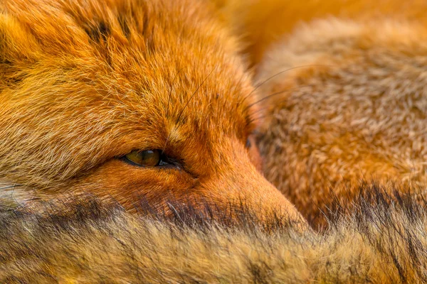 Nahaufnahme des Kopfes eines ruhenden europäischen Rotfuchses — Stockfoto