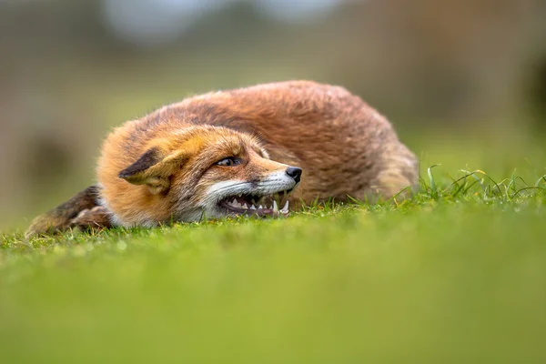 Growling European red fox — Stock Photo, Image