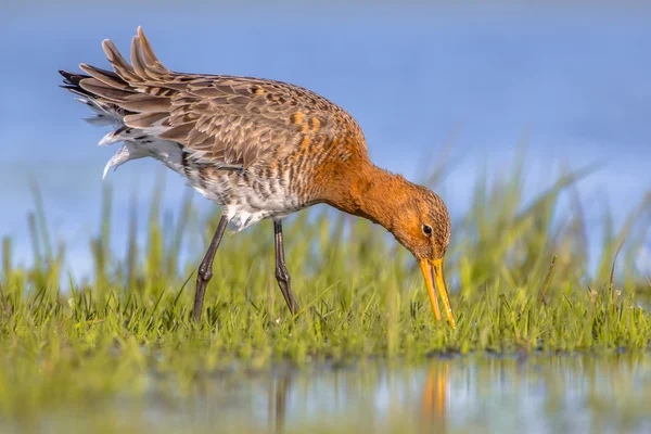 湿地における採餌黒尾南半球のクローズ アップ — ストック写真