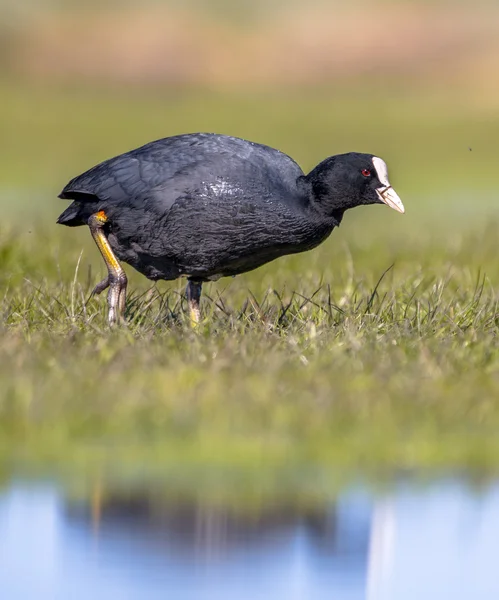 Eurasian coot Waterfowl walking along the shore — Stock Photo, Image