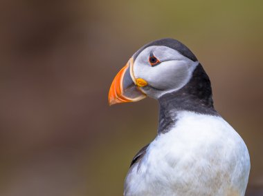 Koyu arka plan üzerinde martı portre