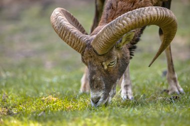 bir kunduzdan oluşur başkanı