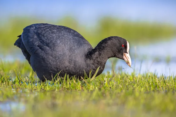 Eurasiatico folaga mangiare erba — Foto Stock