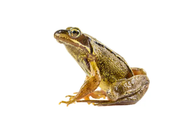 Gemeenschappelijke Bruine kikker vergadering rechtop — Stockfoto