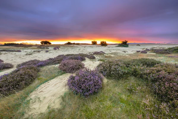 Lila solnedgången Hoge Veluwe — Stockfoto