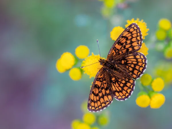 Heath Fritillary Mariposa en flores amarillas —  Fotos de Stock