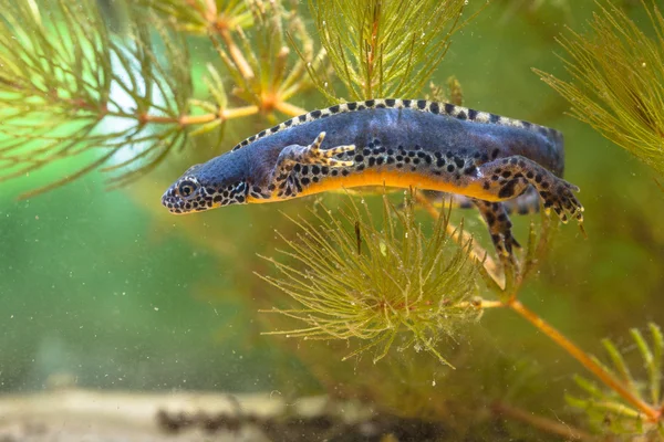 물 아래 야생 고산 Newt 수영 — 스톡 사진
