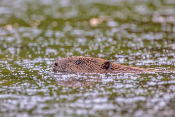 Swimming Beaver looking in the camera — Stock Photo, Image