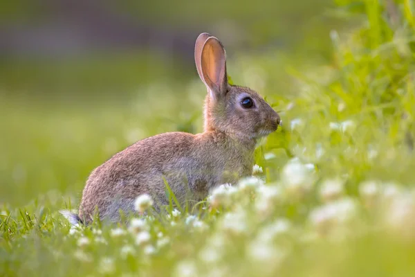 Avrupa yabani tavşan çim — Stok fotoğraf