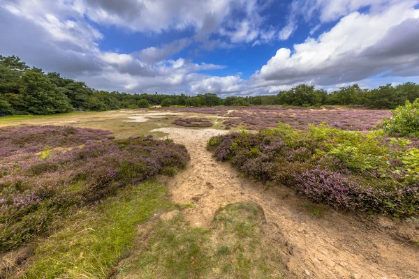 Parc national Heide Zeegse Drentse Aa — Photo