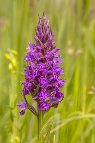 Lilla orkideblomst - Stock-foto