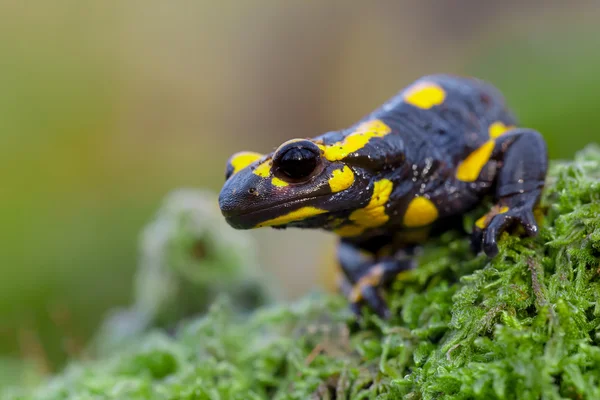 Poisonous Fire salamander in its natural habitat — Stock Photo, Image