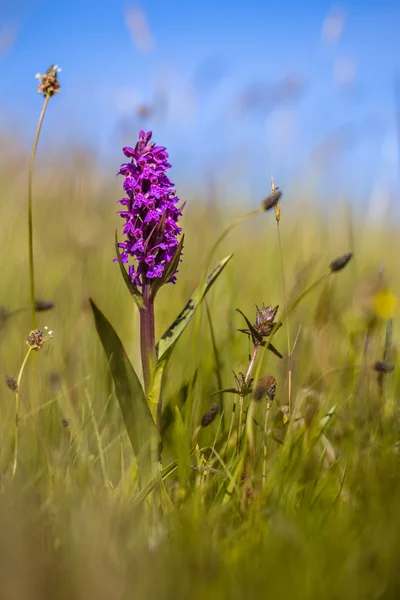 Colorful orchid on Wadden island Royalty Free Stock Photos