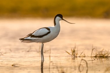 Sabah güneşinde pied avocet