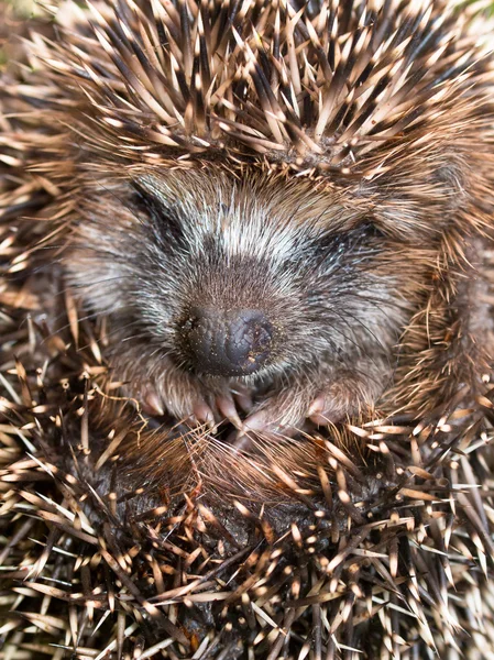 Niedlicher junger Igel — Stockfoto