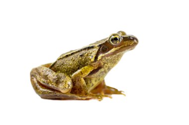 Ortak kahverengi kurbağa sideview görünüm