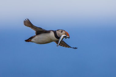 Flying Puffin with fish clipart