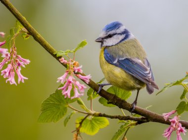 Mavi baştankara çiçeği