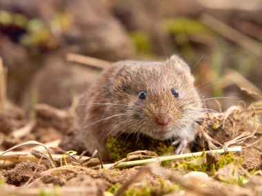 Doğal ortamlarında yaygın sıçanı (Microtus arvalis)