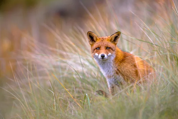 Европейский лис подглядывает через растительность — стоковое фото