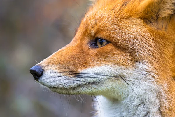 SideView porträtt av European Red Fox — Stockfoto