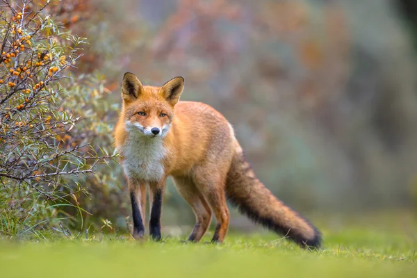 Fox caminando en la vegetación de dunas — Foto de Stock