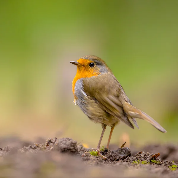 Curioso Robin rojo mirando por encima del hombro —  Fotos de Stock