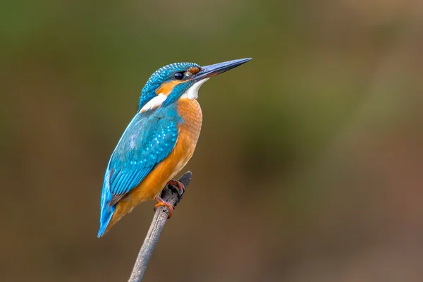 Общие европейские kingfisher — стоковое фото