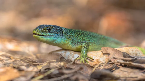Eastern European Green Lizard — Stock Photo, Image