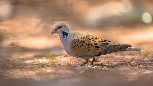 Turtle Dove födosök för frön — Stockfoto