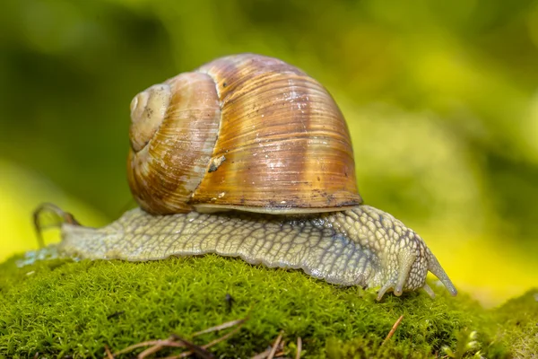 Caracol Escargot no fundo verde — Fotografia de Stock