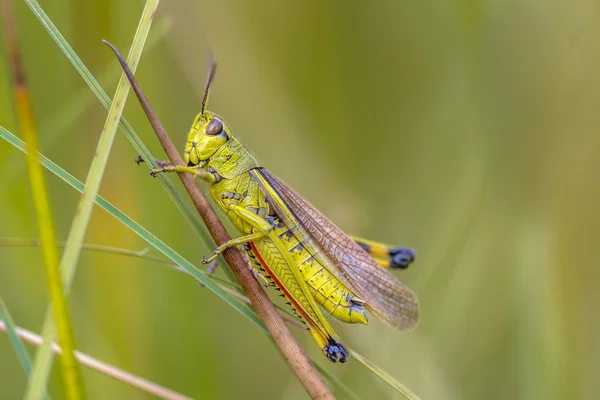 Moerassprinkhaan Marsh grasshopper — Stock Photo, Image