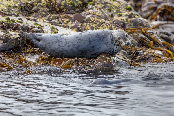 Atlantic Grey Seal looking — Stock Photo, Image