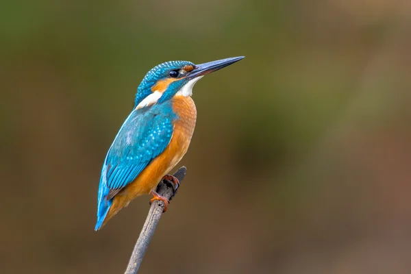 Ortak Avrupa Kingfisher - Stok İmaj