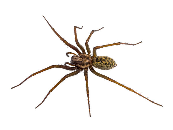 Паук Чёрного Дома изолирован на белом
