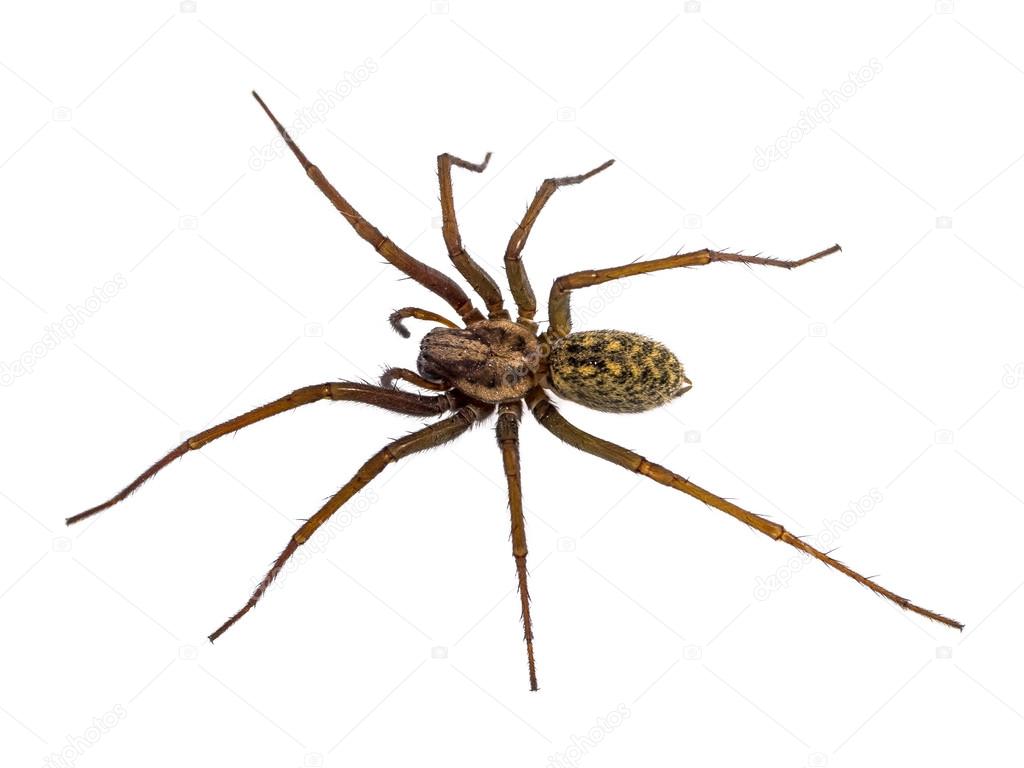 Black House spider isolated on white