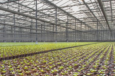 Modern endüstriyel kreş sera