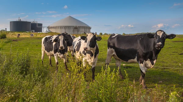 Біогазова рослина з коровами на фермі — стокове фото