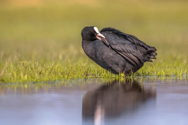 Coot eurasiano Penas de limpeza de aves aquáticas na costa de uma lagoa — Fotografia de Stock