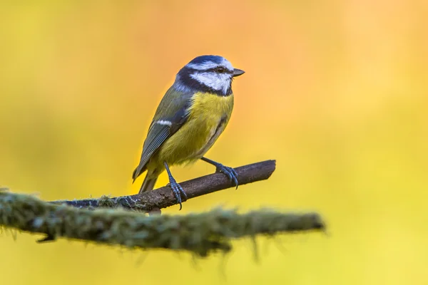 Blaumeisen im September — Stockfoto