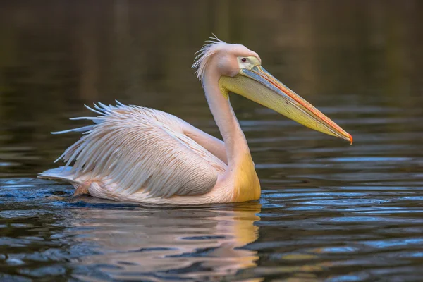 Pelikán bílý Sideview — Stock fotografie