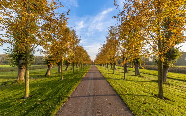 Ändlösa tree lane Ewsum — Stockfoto