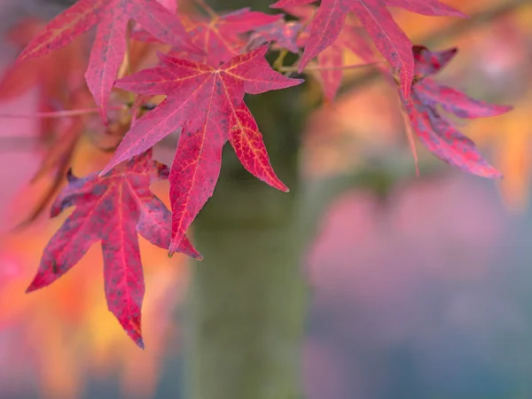 Esdoorn bladeren in verschillende kleuren van de herfst — Stockfoto