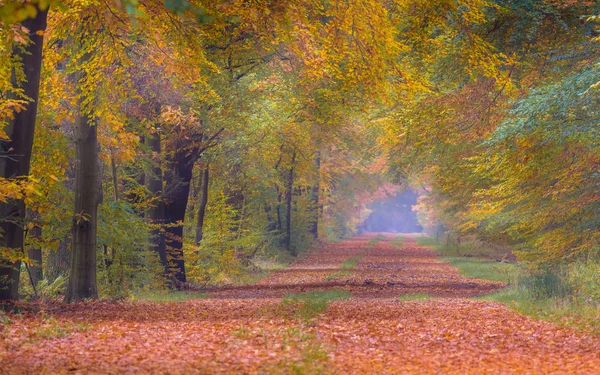 Hösten lane med ljusa färgade gula bokträd — Stockfoto