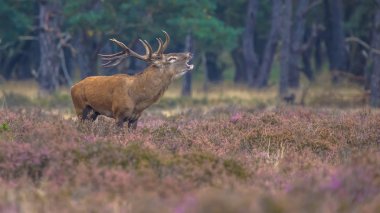 Heather alanındaki kükreyen erkek kırmızı geyik