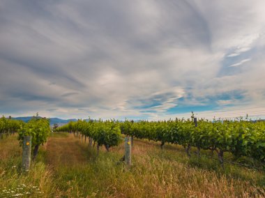 new zealand vineyard view