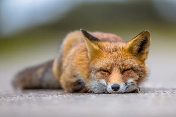 Dormir Europeu raposa vermelha — Fotografia de Stock