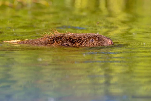 Swimming beaver in sunset reflections — Stock Photo, Image