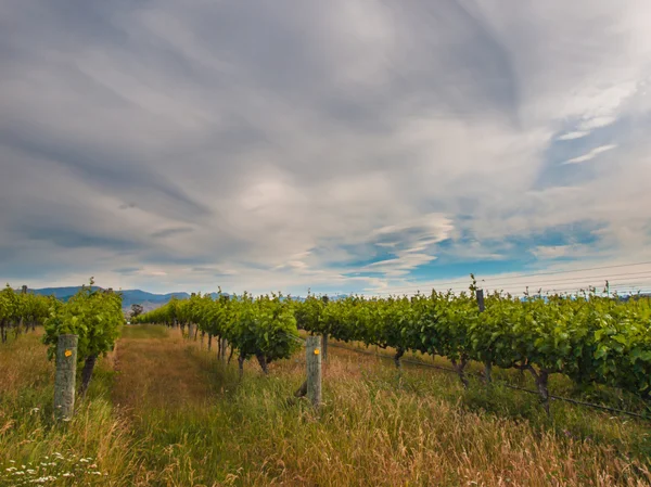 Nový Zéland vinice pohled — Stock fotografie