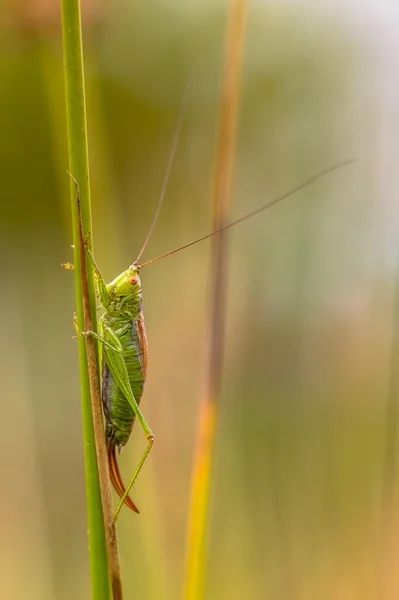 Korte gevleugelde Conehead verticale — Stockfoto